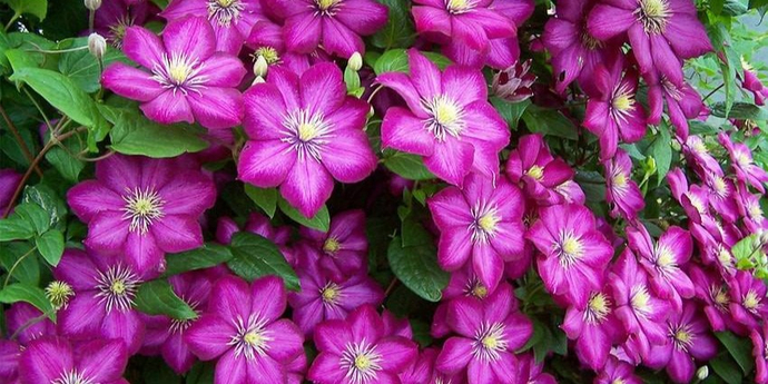 Клематисы 3 группы обрезки