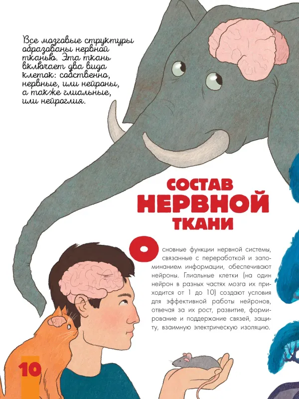 Мозг и нервная система