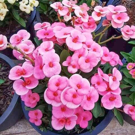 Эуфорбия Миля карликовая PURPLE PA FAN