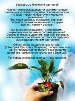 Эхинацея Ред пурпурная многолетняя