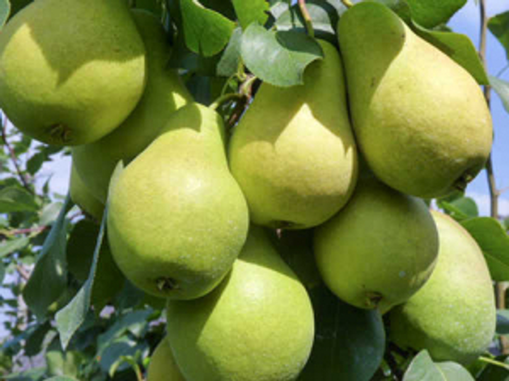Груша Видная