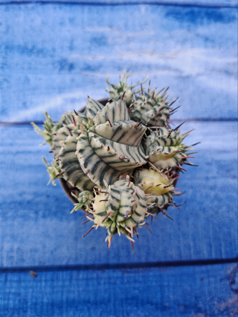 Euphorbia meloformis f. Variegated (Эуфорбия вариегатная)