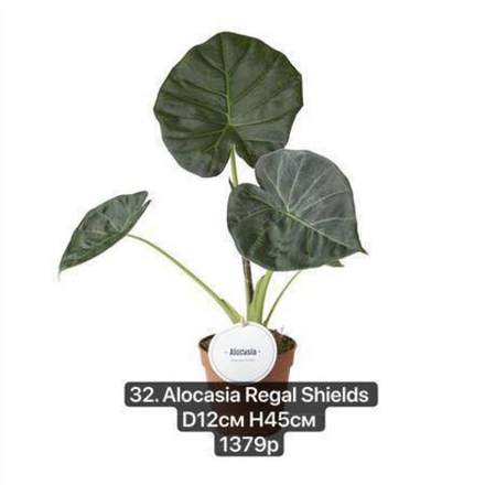 32. Алоказия Регал Шилдс (Alocasia Regal Shields) D12см Н45см