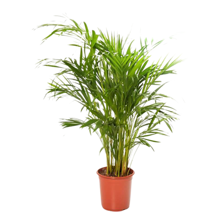 Ховея Гидроп