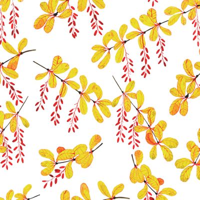 Осенний барбарис