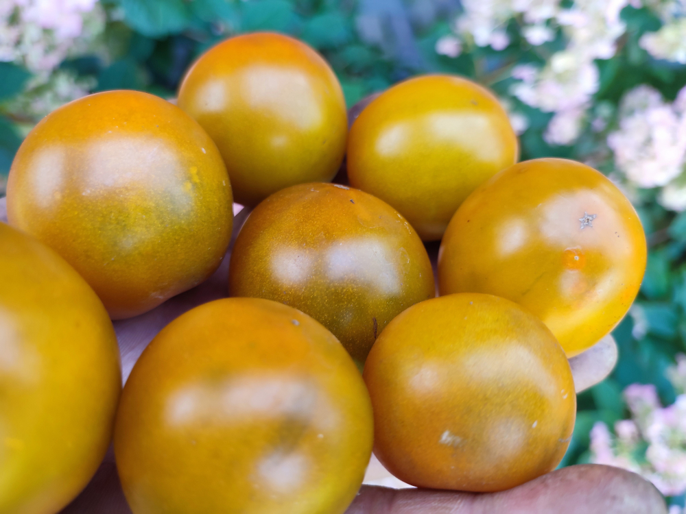 Лайм грин салад (Lime green salad) сорт томата