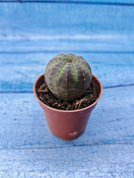 Euphorbia Obesa (Эуфорбия)