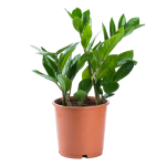 Замиокулькас (Долларовое дерево), диаметр 14см, 17см, 21 см