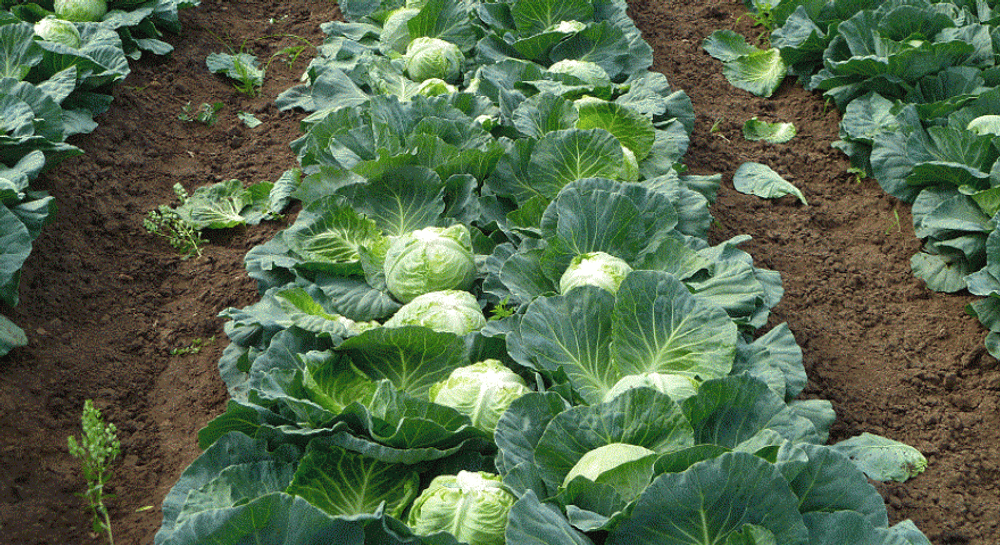 Чамп F1 семена капусты белокочанной (Seminis / Семинис)