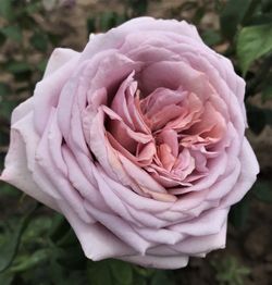 Зе Прайд (The Pride)