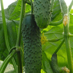 Аскер F1 семена огурца партенокарпического (Bejo / Бейо)