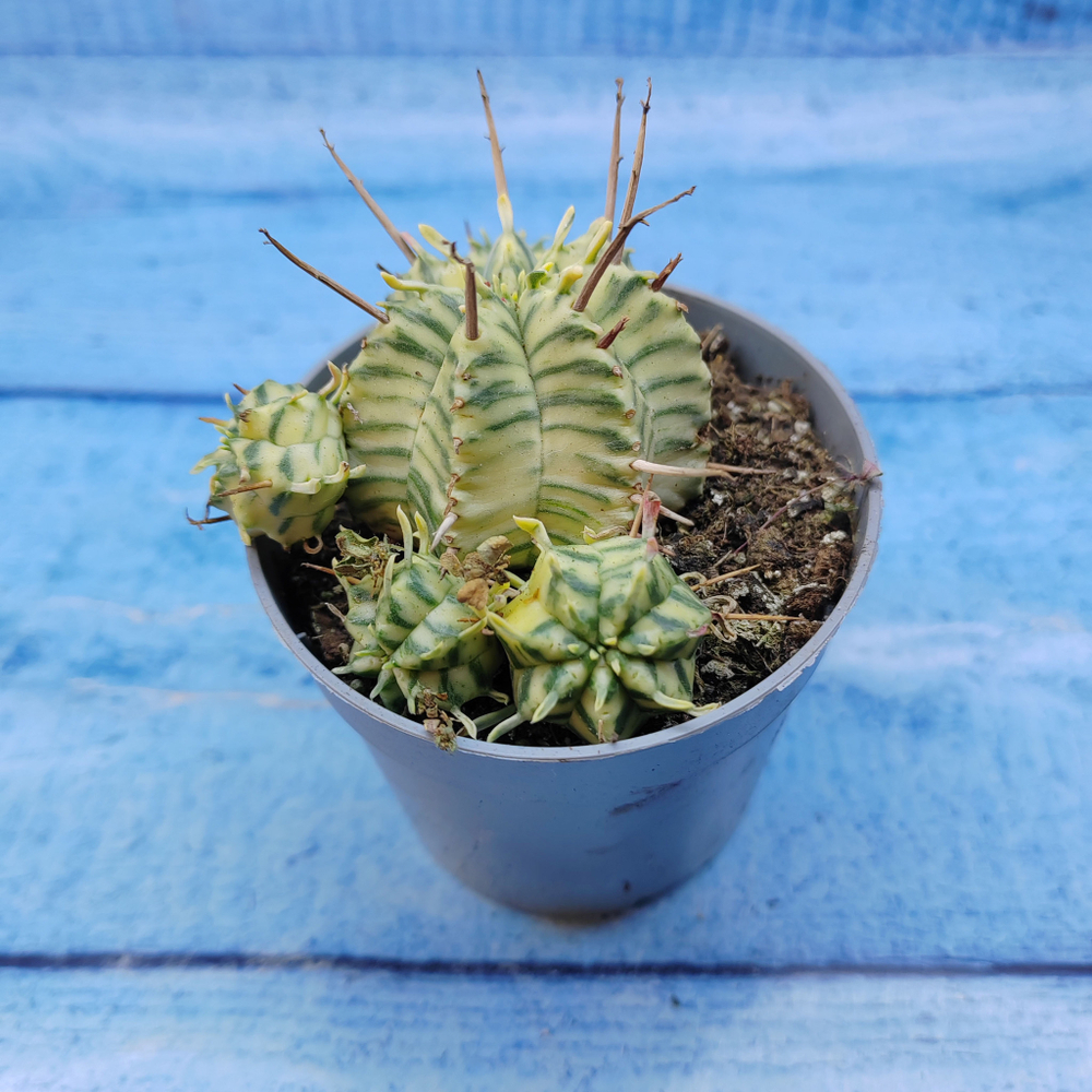Euphorbia meloformis f. Variegated (Эуфорбия вариегатная)