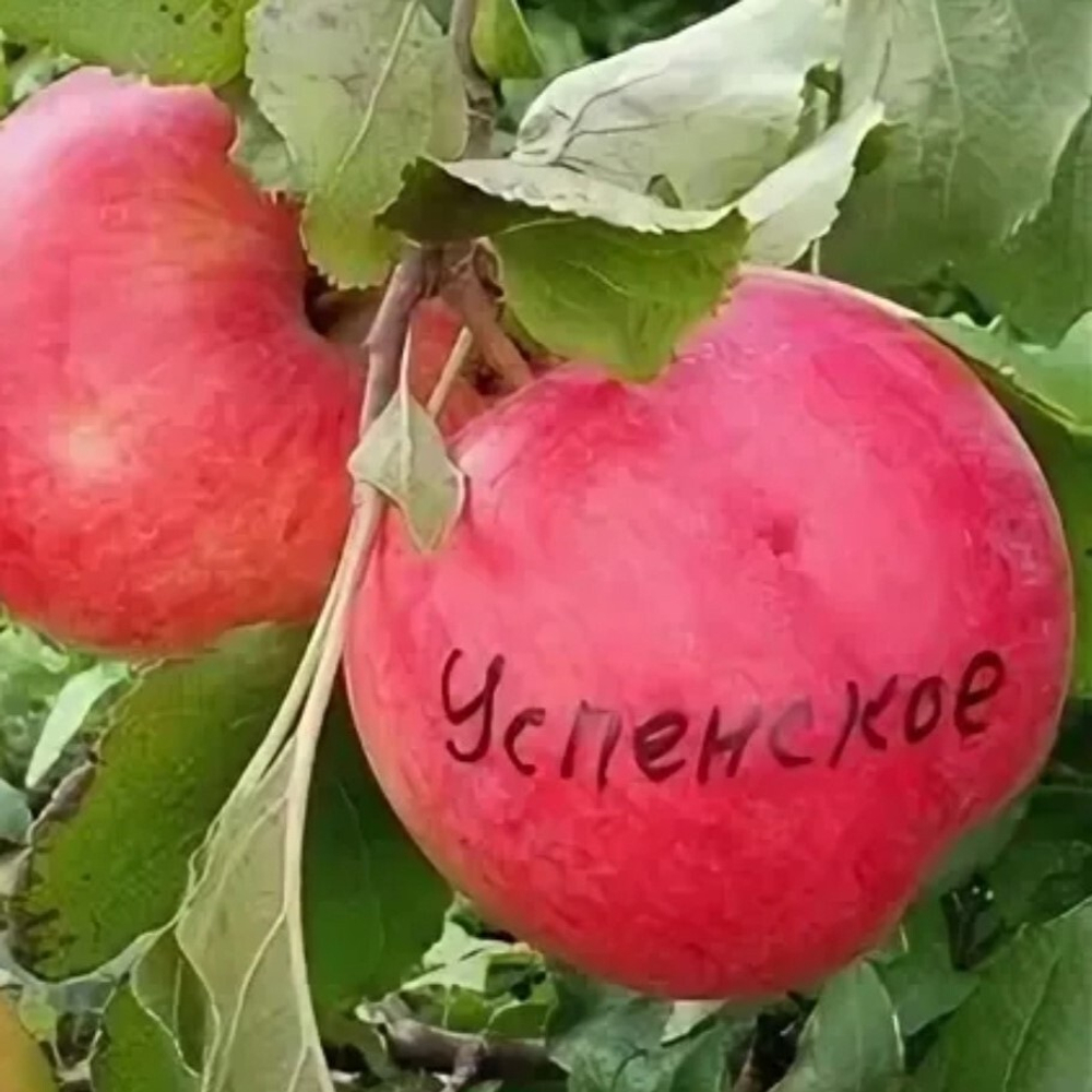 Яблоня Успенское