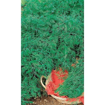 Семена Укроп Дважды Ароматный (УД) Е/П