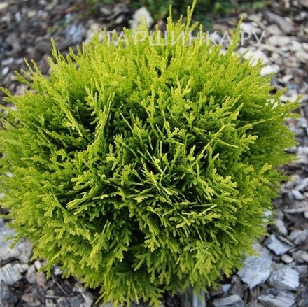 Туя шаровидная Мириам (Thuja occidentalis Mirjam) р9 август 2026 г
