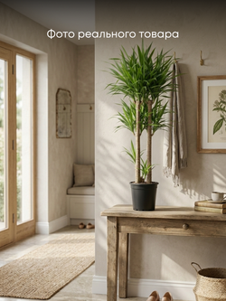 Драцена Reflexa д.18