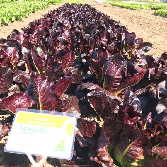 Туринус семена салата ромэн (Rijk Zwaan / Райк Цваан) в поле – фото 13
