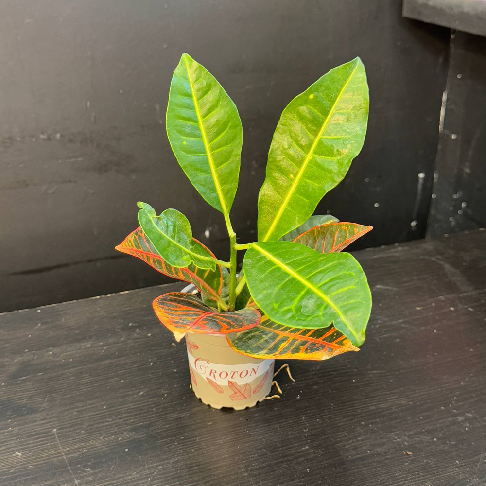 Кротон (Codiaeum variegatum)
