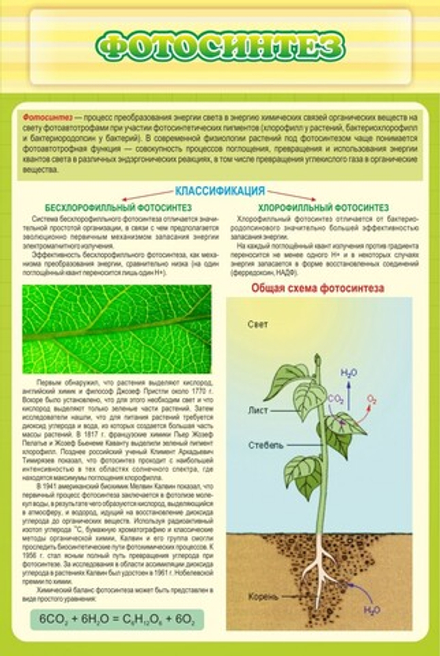 Стенд "Фотосинтез"