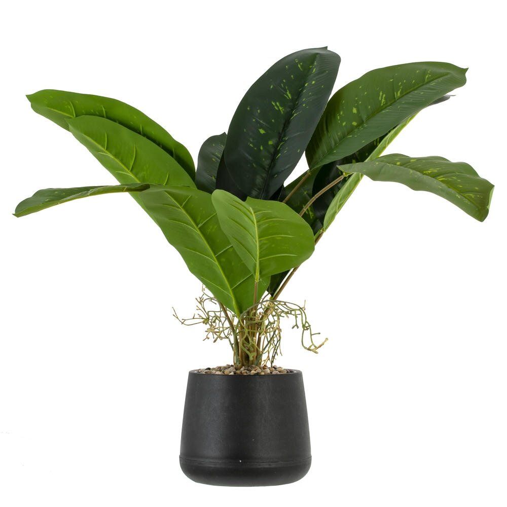 GAEM Цветочная композиция "Фикус", L54 W54 H50 см