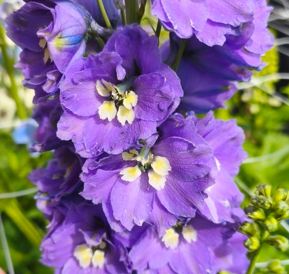 Дельфиниум микс