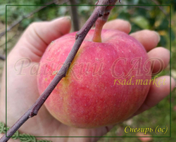 Яблоня Снегирь