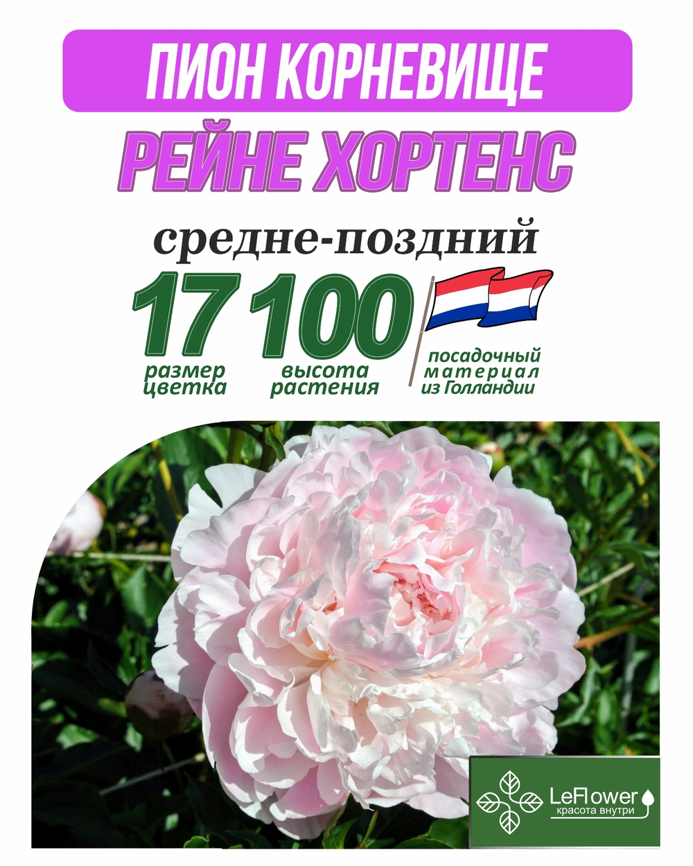 Пион Корневище, Рейне Хортенс, 3+ почек,Нидерланды