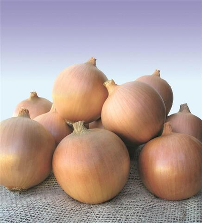 Сибирь семена лука репчатого (Bejo / Бейо)