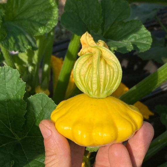 Санни Делайт F1 семена патиссона (Seminis / ALEXAGRO) культура – фото 1