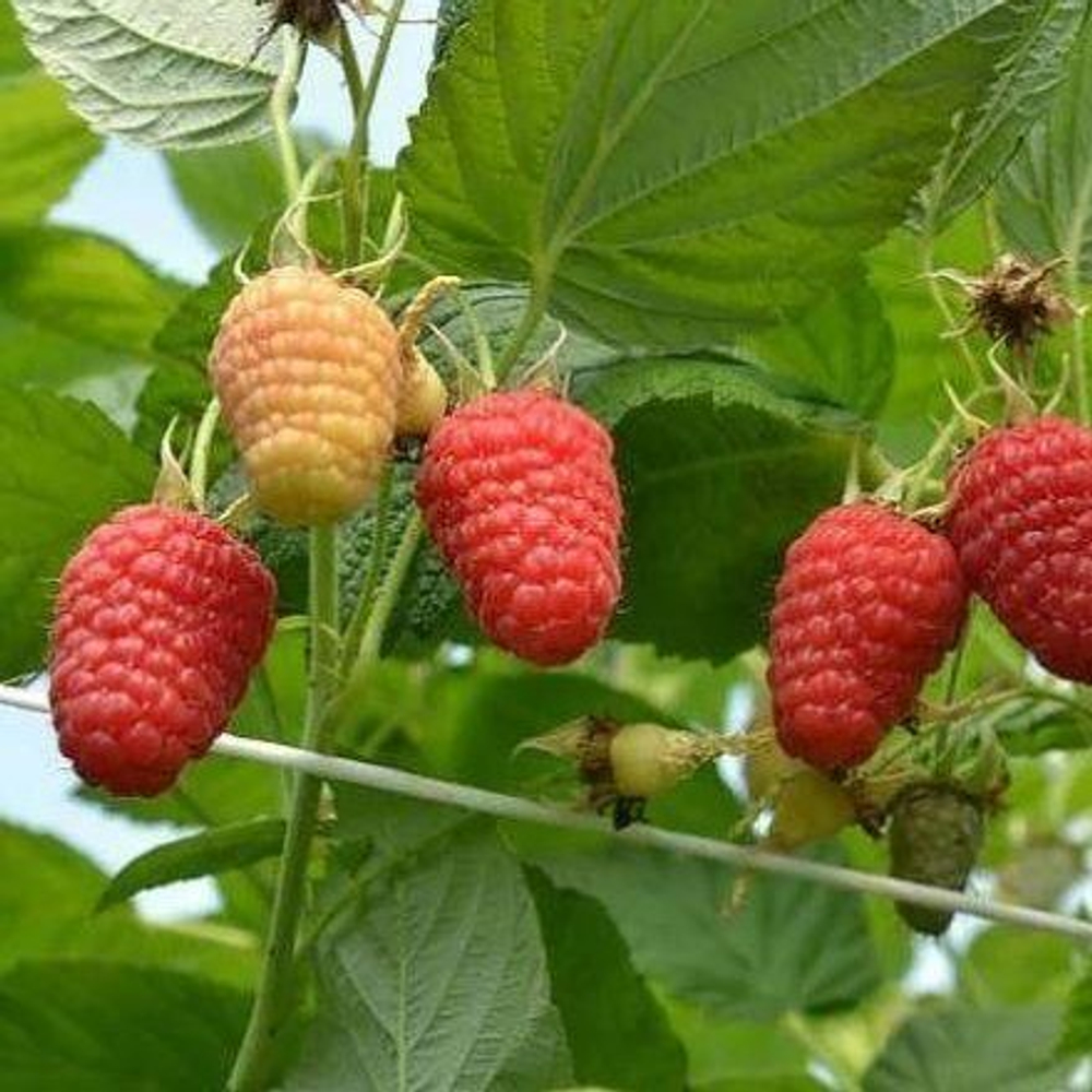 Малина Соколица