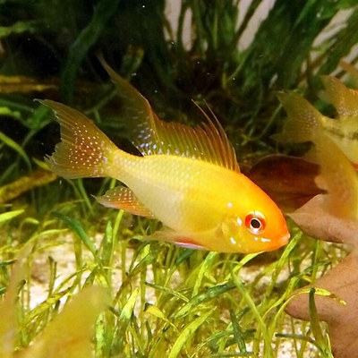 Апистограмма Рамирези Голд