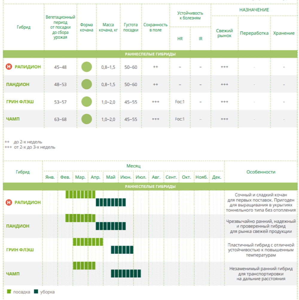 Пандион F1 семена капусты белокочанной (Seminis / Семинис)