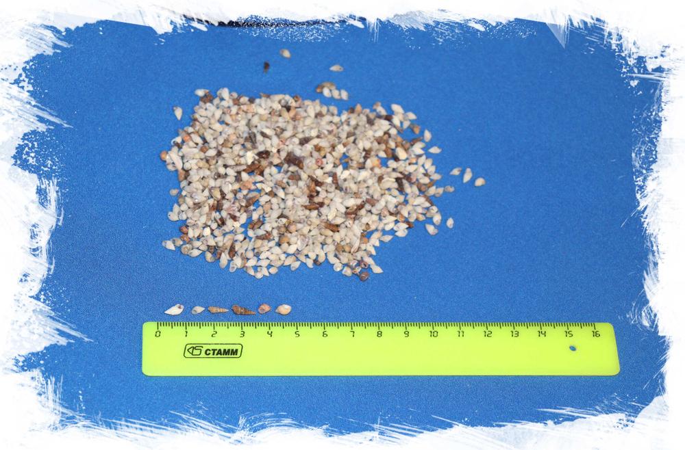 Набор мелких ракушек для эпоксидной смолы Купить