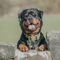 Ошейник Billowthane Combat KHAKI 4 см BullyBillows