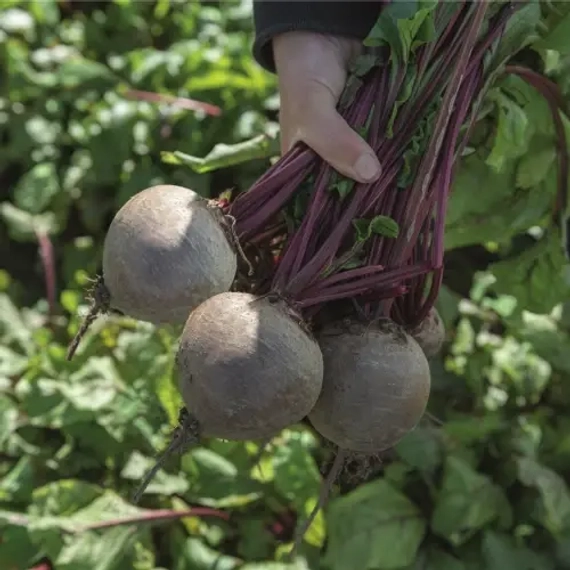 БИКОРЕС семена свеклы Bejo цена – фото 2