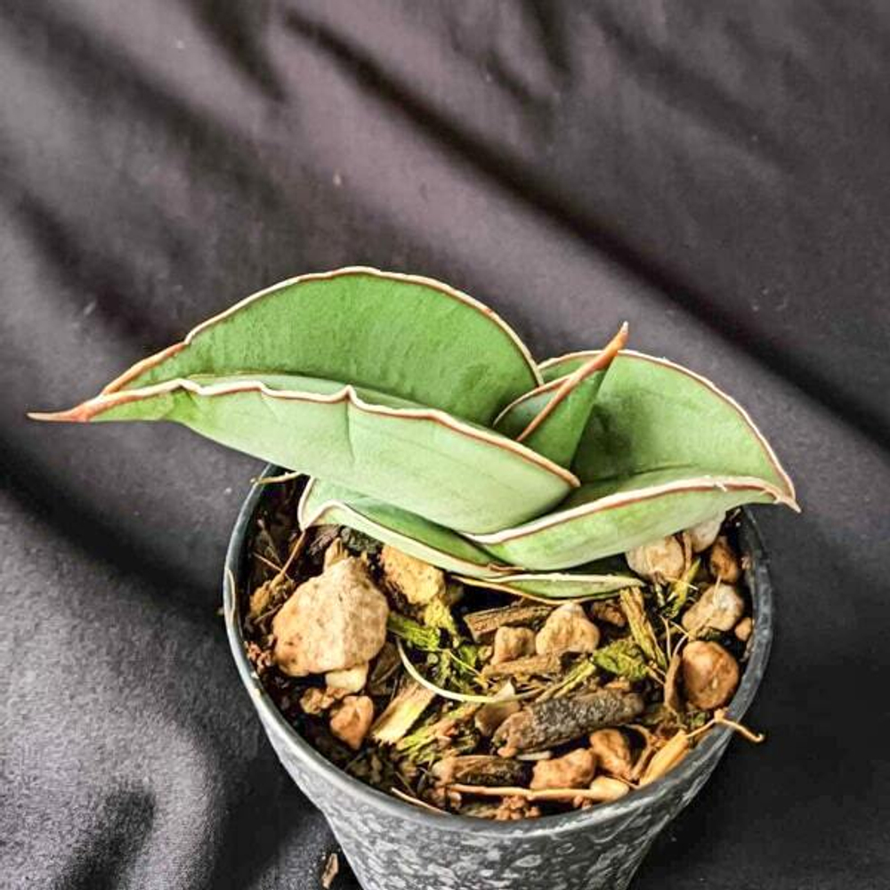 Сансевиерия BANANA