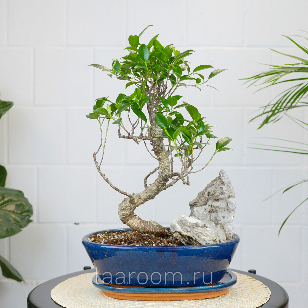 Бонсай Фикус 45см со скалой