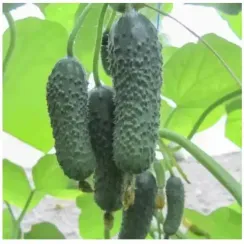 АНЗОР F1 семена огурца партенокарпического (Bejo | Alexagro)