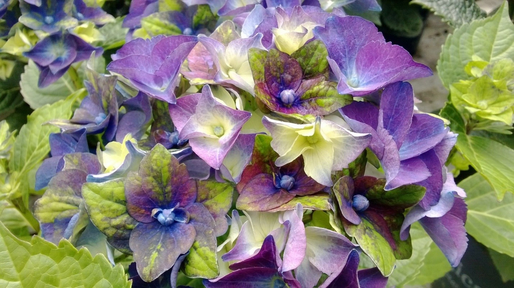 Леди Мата Хари Блю «Royalty Lady Mata Hari Blue» С5