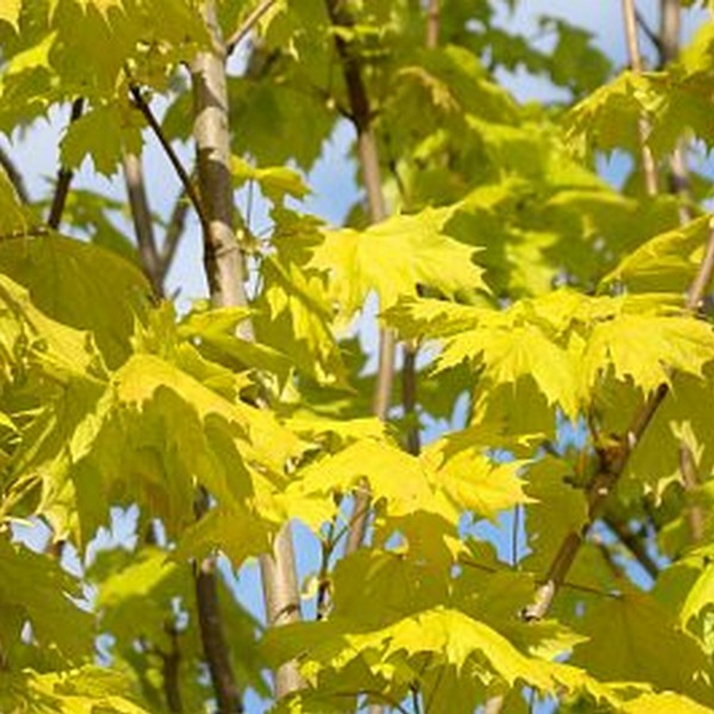 Клен остролистный Принцетон Голд С30 160-200