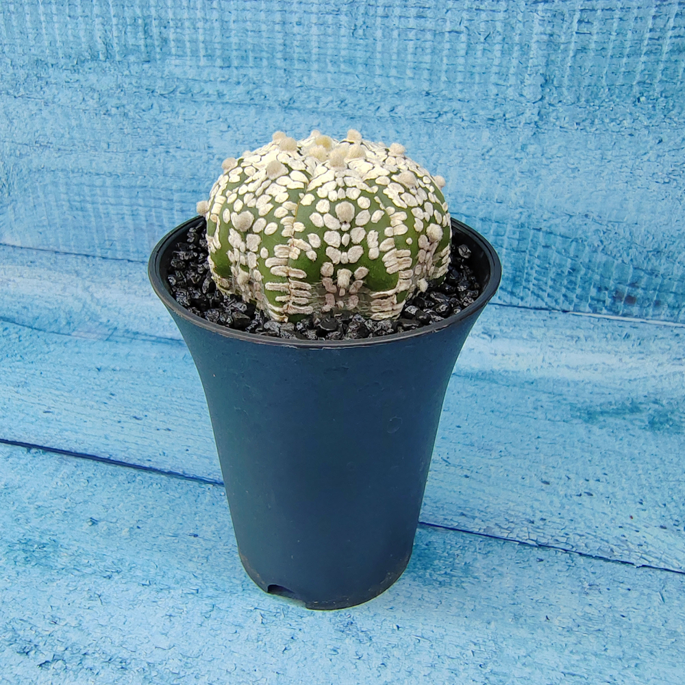 Astrophytum Asterias (Астрофитум)