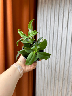 Эсхинантус Жар Птица, D9см Н15см, 1шт, Urban Jungle