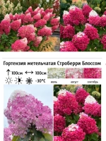 Гортензия Стромберри Блоссом