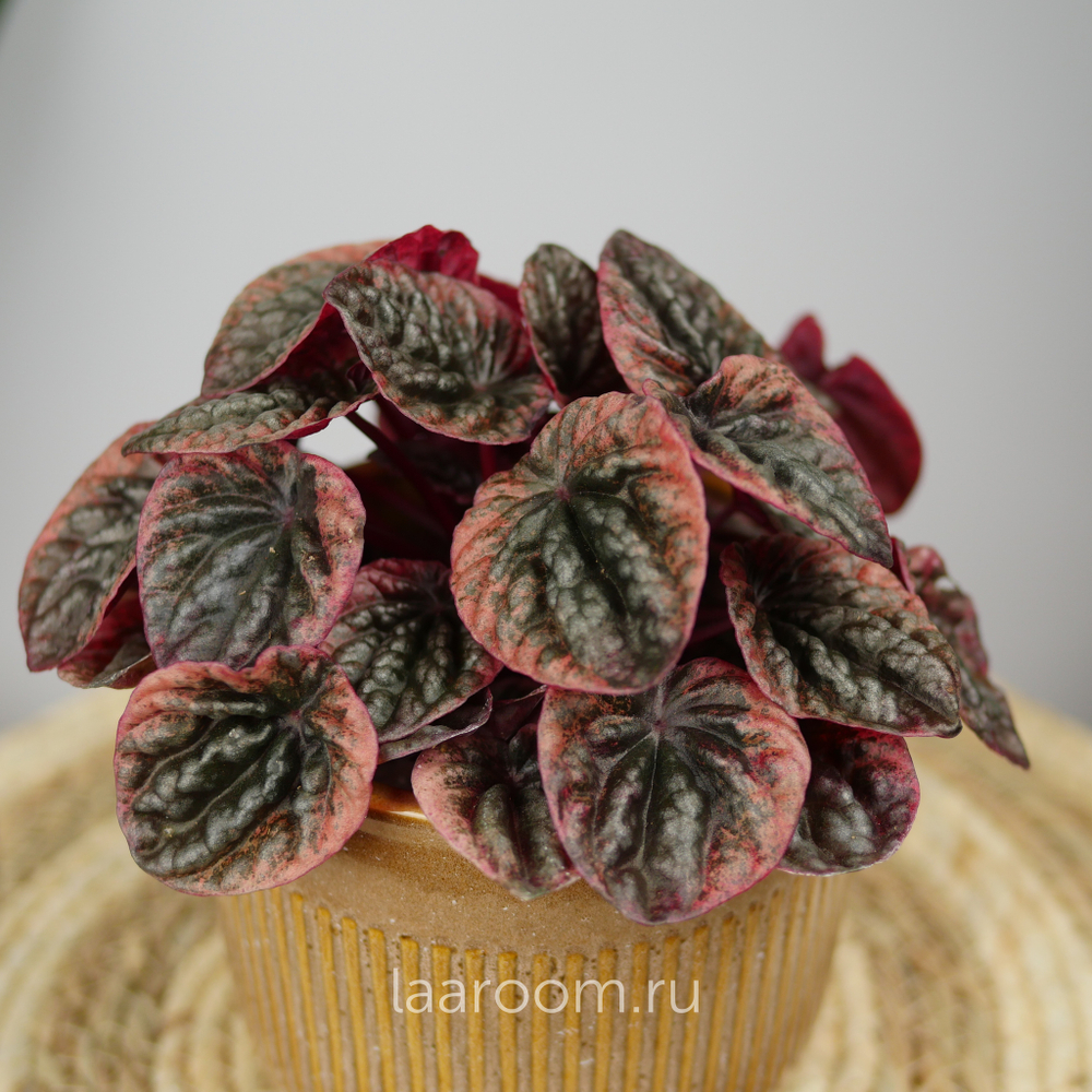 Пеперомия Абрикос 11/20