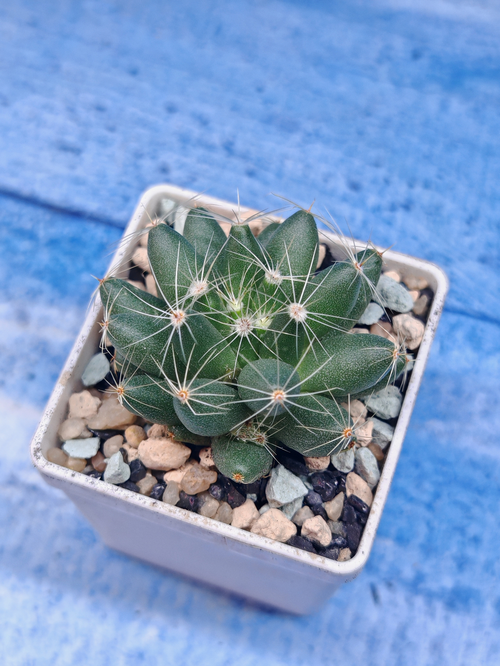 Escobaria Missouriensis (Эскобария)