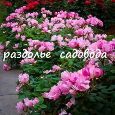 Роза Пинк Кнок Аут (Пинк Нокаут)