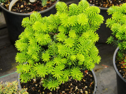 Пихта корейская Кис Р9 10-15 см Закупка М62 апрель-май 2026