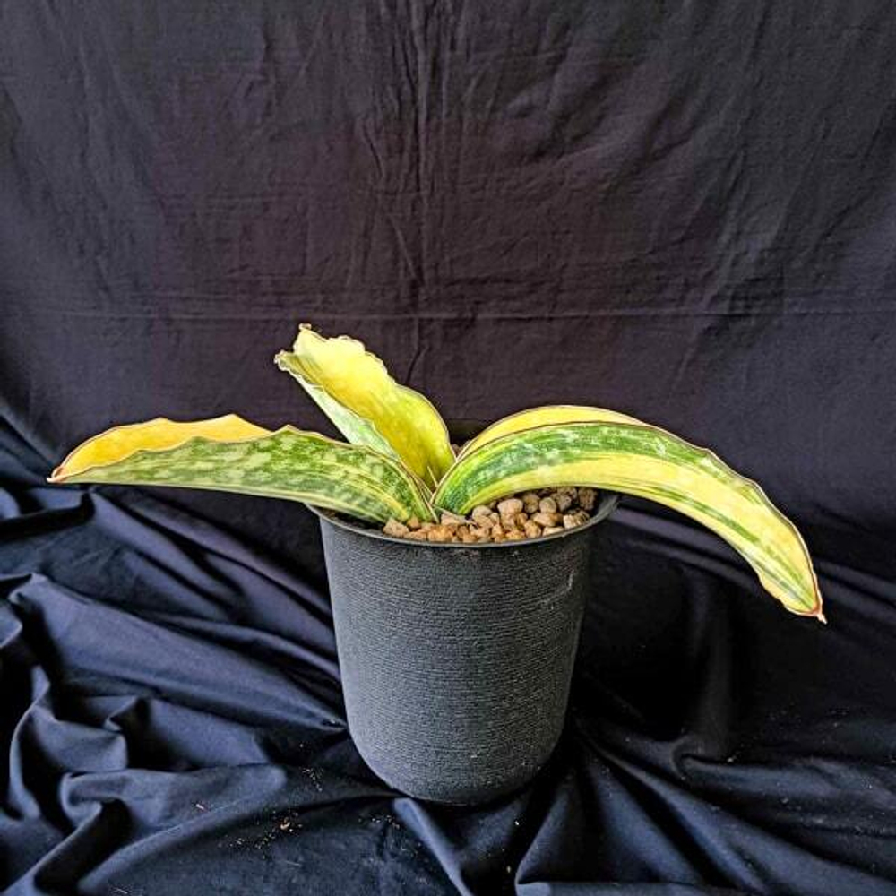 Сансевиерия DRAGON WING VAR