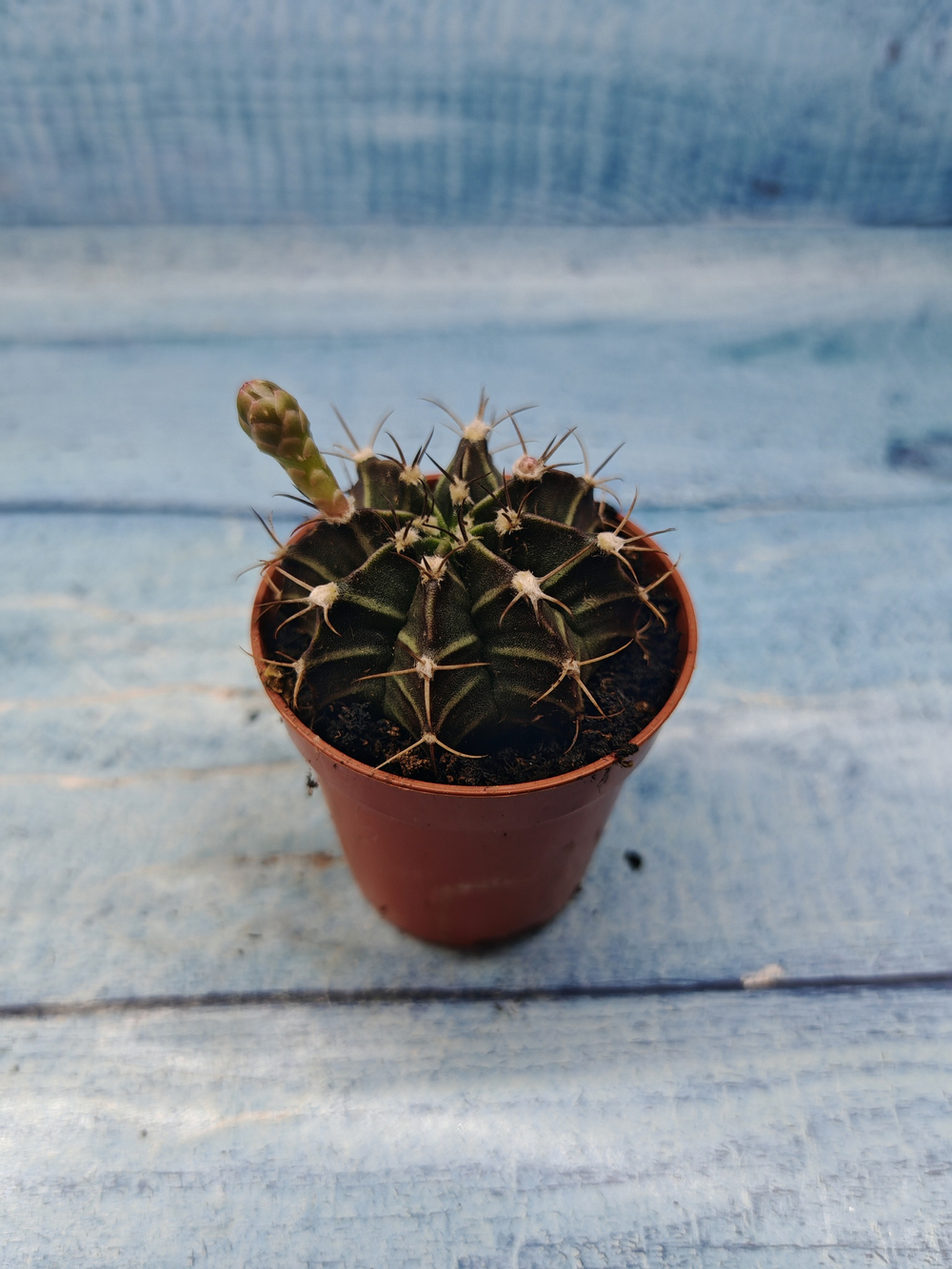 Gymnocalycium Friedrichii (Гимнокалициум)