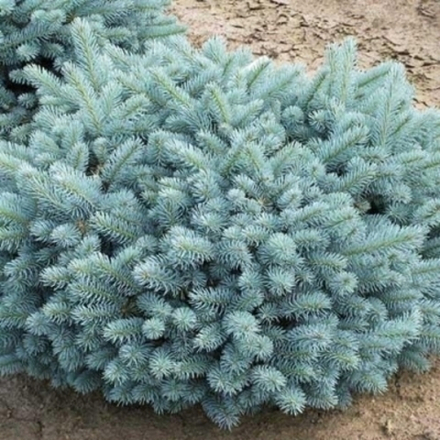 Ель колючая Glauca Globosa 30 см (Глаука Глобоза)